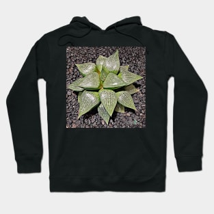 Haworthia Retusa Hoodie